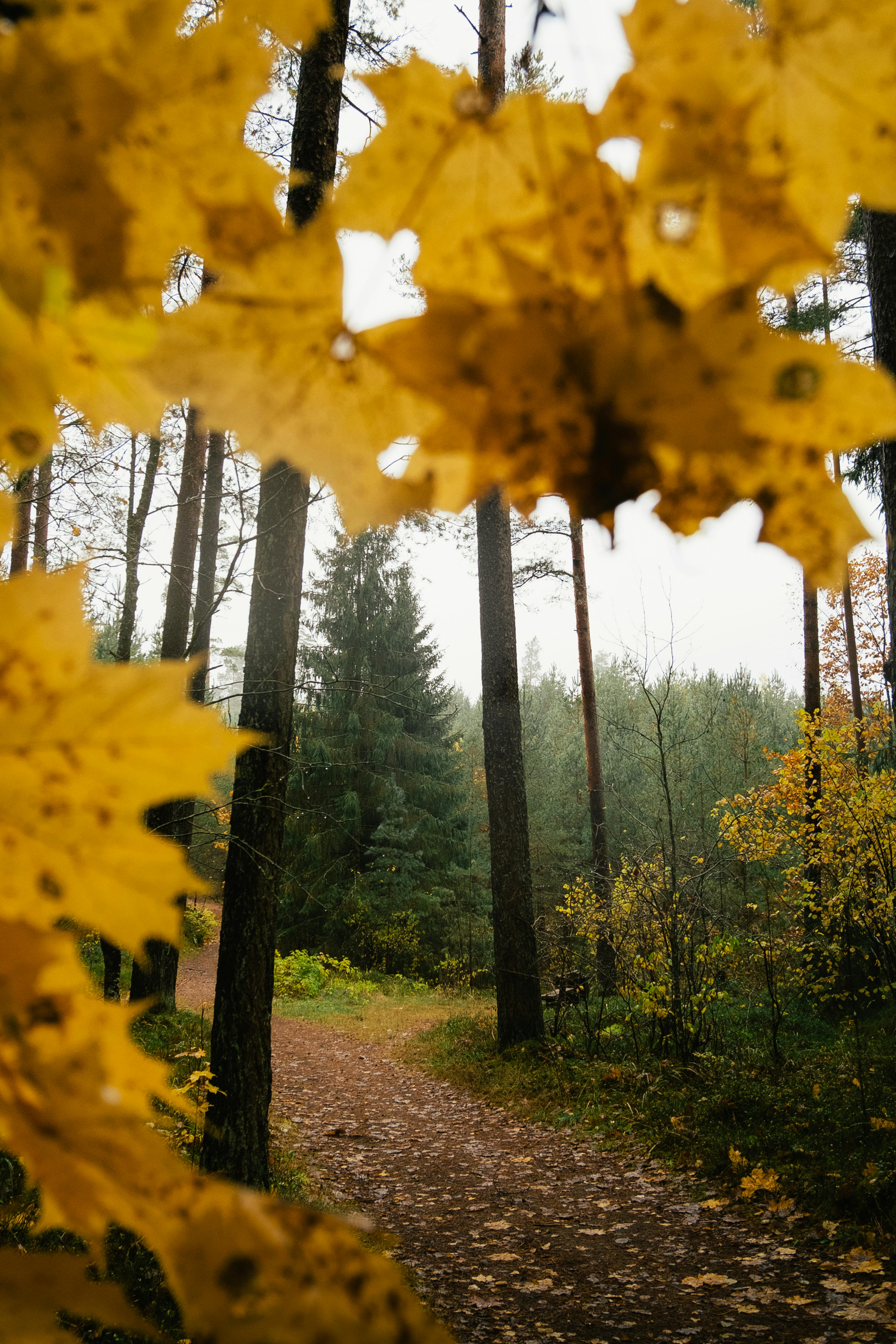 Autumnal walk and nature journaling (Emerald Lake) 