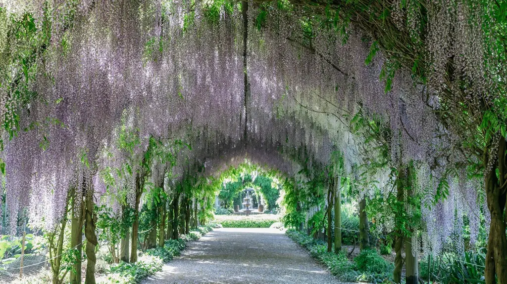 Alowyn Gardens morning tea (Yarra Glen)