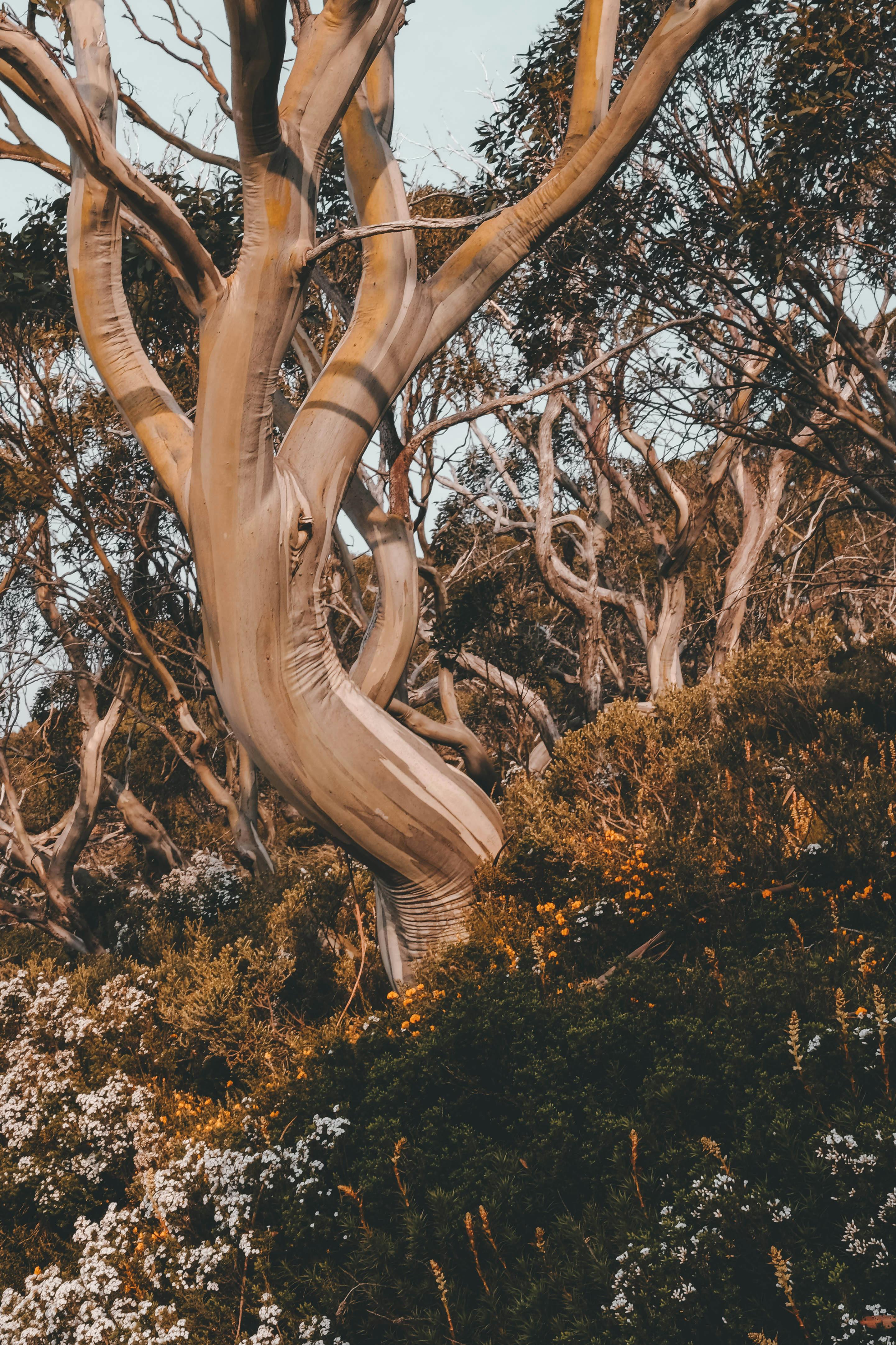 Sip and Paint: Ghost Gums in the mist (Online)