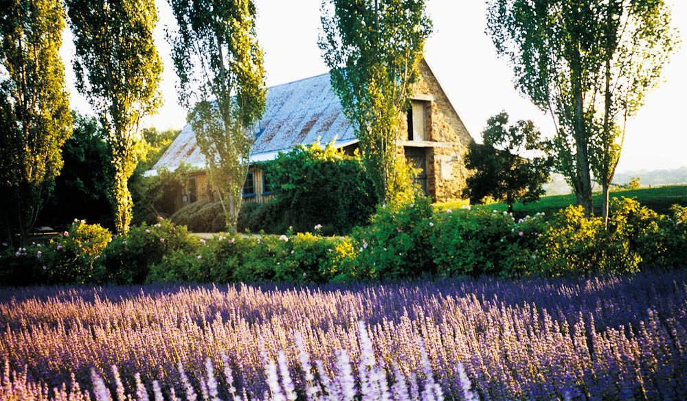 Lavendula Swiss Italian Farm Christmas lunch (Daylesford)